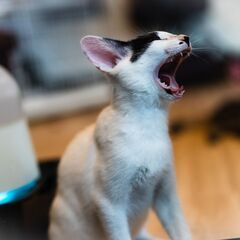 背中のドット模様がキュートな「ひこ」くん♂