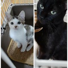 🐱親子の里親募集🐱