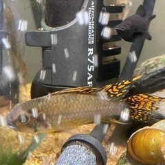 アピストグラマ　カカトイデスダブルレッドの画像