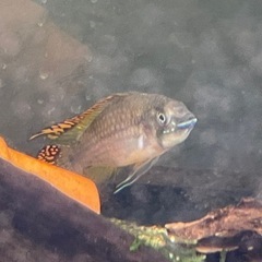 アピストグラマ　カカトイデスダブルレッドの画像