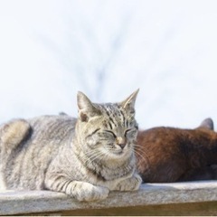 猫島を一緒にめぐれる、猫好き芸人あつまれฅ(⌯͒• ɪ •⌯͒)ฅ💓✨ - 目黒区