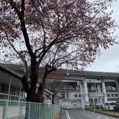 剪定作業　募集定員いきました。ありがとうございましたの画像