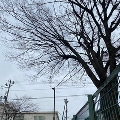 剪定作業　募集定員いきました。ありがとうございましたの画像