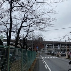 剪定作業　募集定員いきました。ありがとうございましたの画像