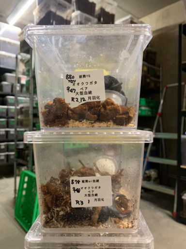 オオクワガタ8ペアまとめ売り！