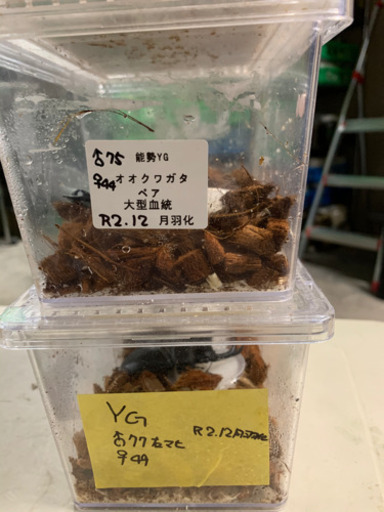 オオクワガタ8ペアまとめ売り！