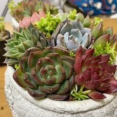 多肉植物寄せ植えの画像
