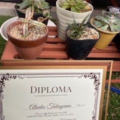 多肉植物寄せ植えの画像