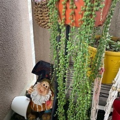 多肉植物寄せ植えの画像