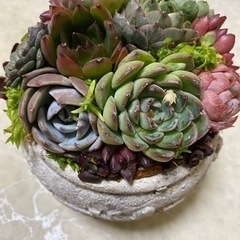多肉植物寄せ植えの画像