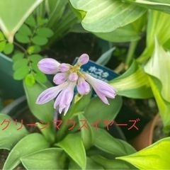 ギボウシ　グリーンマウスイヤーズ