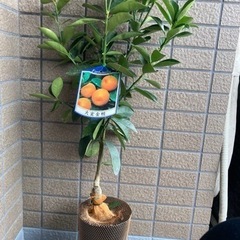 【週末値下げ】大実きんかん  金柑の苗