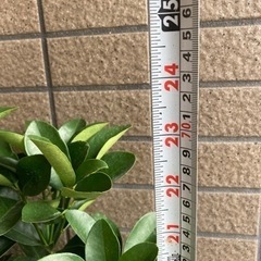 【週末値下げ】大実きんかん  金柑の苗の画像