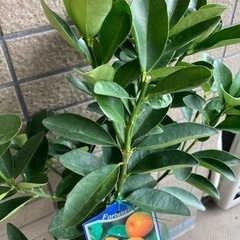 【週末値下げ】大実きんかん  金柑の苗の画像