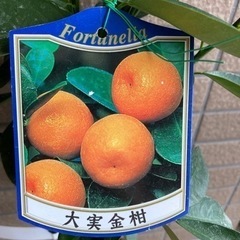 【週末値下げ】大実きんかん  金柑の苗の画像