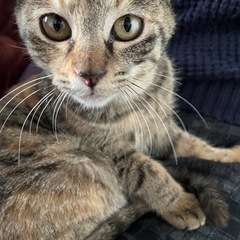 【大切にしてくださる方へ】仔猫(メス) の里親募集中です