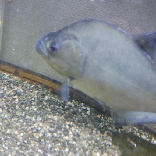 ブラックピラニア　32cm