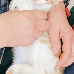 約3ヶ月のオス猫ちゃん　トライアル予定