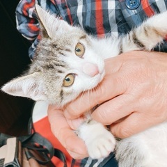 約3ヶ月くらいのメス猫ちゃん