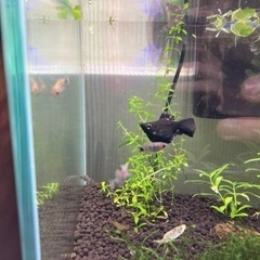 プラティ稚魚8匹