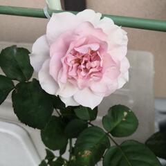 鉢植え、ガーデニング、植物好きな方、友達になって下さい。