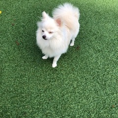 犬友達になりませんか？