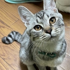 ②ネコの里親募集