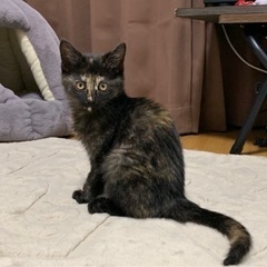 サビ猫ちゃんです♡