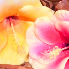 💗楽しい初心者クラススタート！フラダンスを初めてみませんか🎵 12/10(水)体験会です🌴 の画像