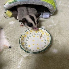 ハニーワーム150匹　Lサイズ　生き餌