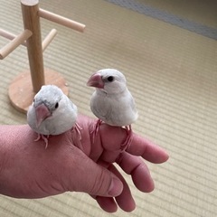 文鳥