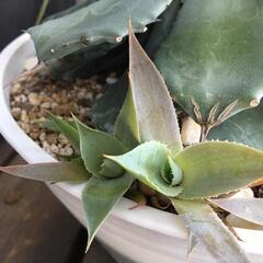 アガベ   まだ残りあります