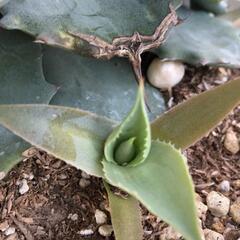 アガベ   まだ残りありますの画像