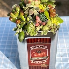 トマト柄 寄せ植え①
