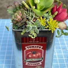 ミニチュア一斗缶 トマト柄 多肉寄せ植え②