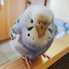 インコの里親を募集しています