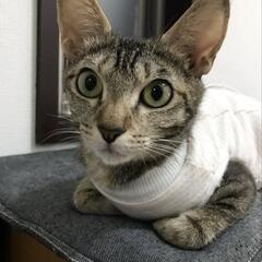 もうすぐ3歳の女の子(=^・・^=)