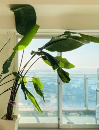 観葉植物　オーガスタ