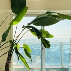 観葉植物　オーガスタ