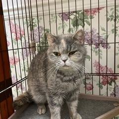すりゴロ、プリティッシュのごまあえちゃん♀3歳 - 猫