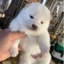 ランキングキーワードに紐づく投稿画像-子犬