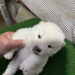 柴犬と豆柴子犬激安です - 福山市