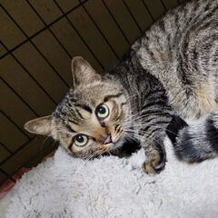 洋猫風❤大人しい性格のキジトラ「やま」くん！ - 猫