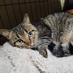 洋猫風❤大人しい性格のキジトラ「やま」くん！ − 千葉県
