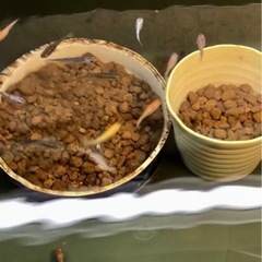 メダカ・飼育容器引き取ります。