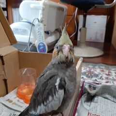 探しています　オカメインコ
