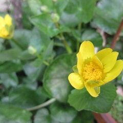 山野草　リュウキンカ　球根　植物　鉢植え