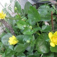 山野草　リュウキンカ　球根　植物　鉢植えの画像