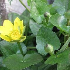 山野草　リュウキンカ　球根　植物　鉢植えの画像