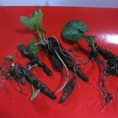 山野草　リュウキンカ　球根　植物　鉢植えの画像